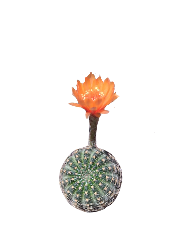 Cactus exótico Lobivia aragnacantha flor naranja (2 pulgadas)