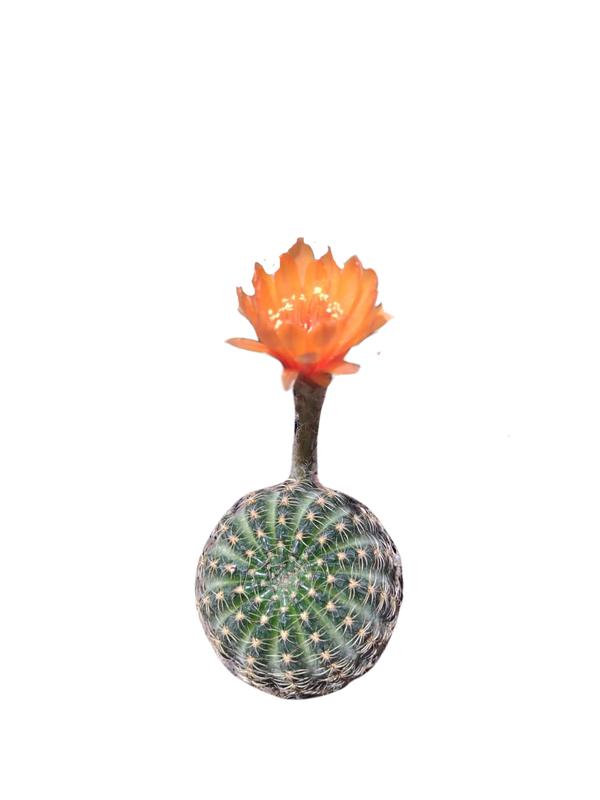 Cactus exótico Lobivia aragnacantha flor naranja (2 pulgadas)
