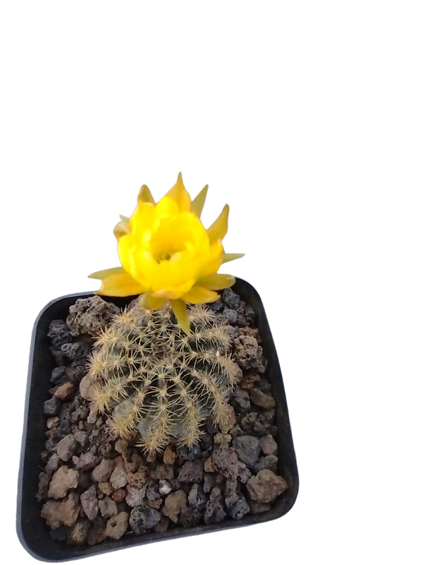 Cactus exótico Lobivia aragnacantha flor amarilla (4 pulgadas)