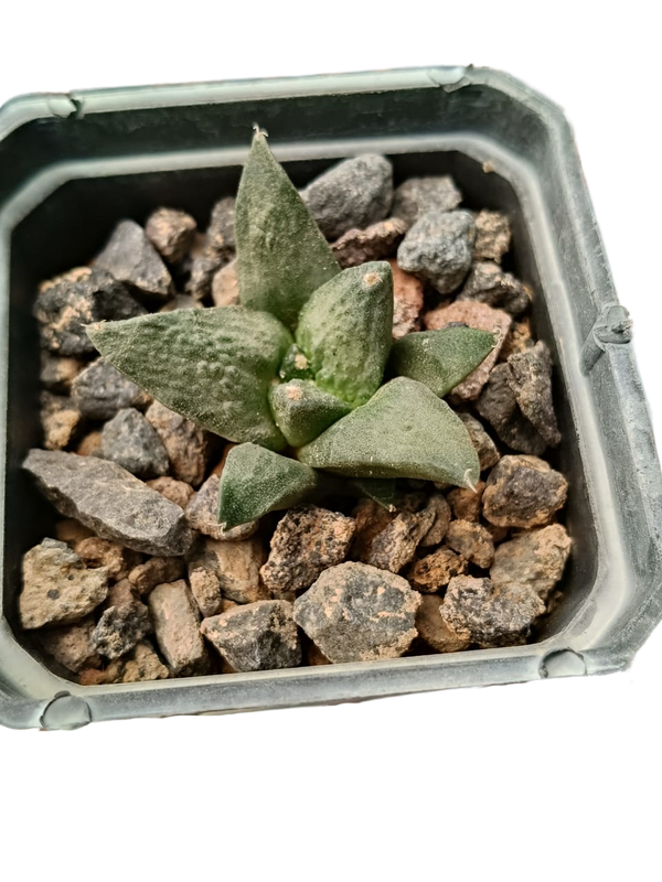 Cactus exótico Ariocarpus fissuratus (2 pulgadas)