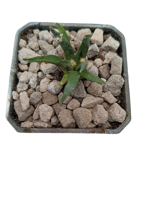 Cactus exótico Ariocarpus agavoides (2 pulgadas)