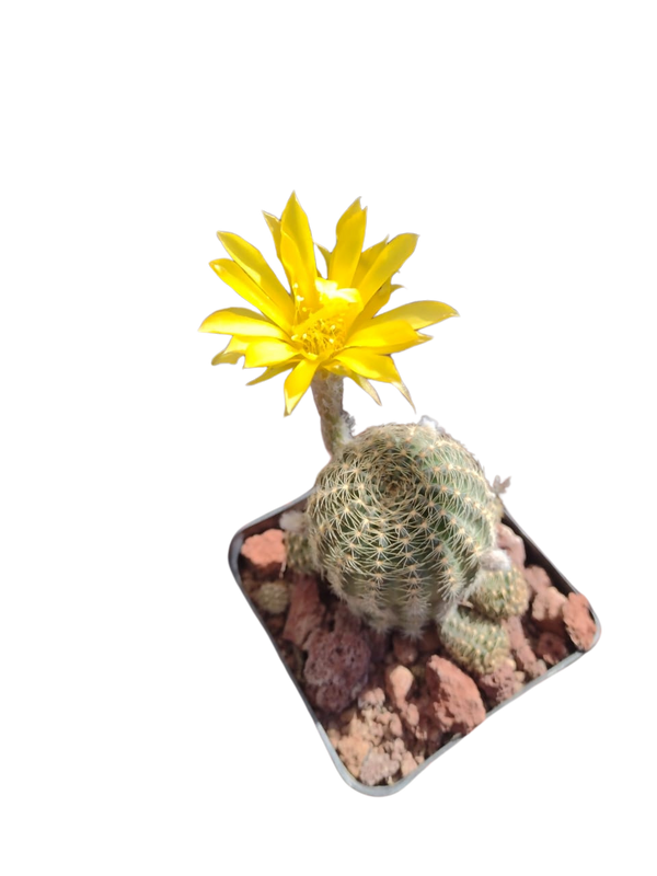 Cactus exótico Lobivia aragnacantha nana (4 pulgadas)