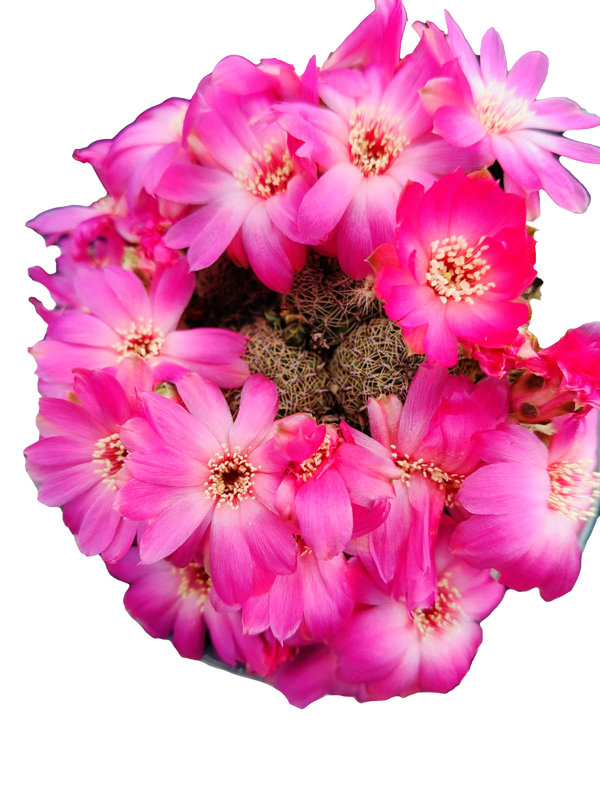 Cactus exótico Sulcorebutia alba (2 pulgadas)