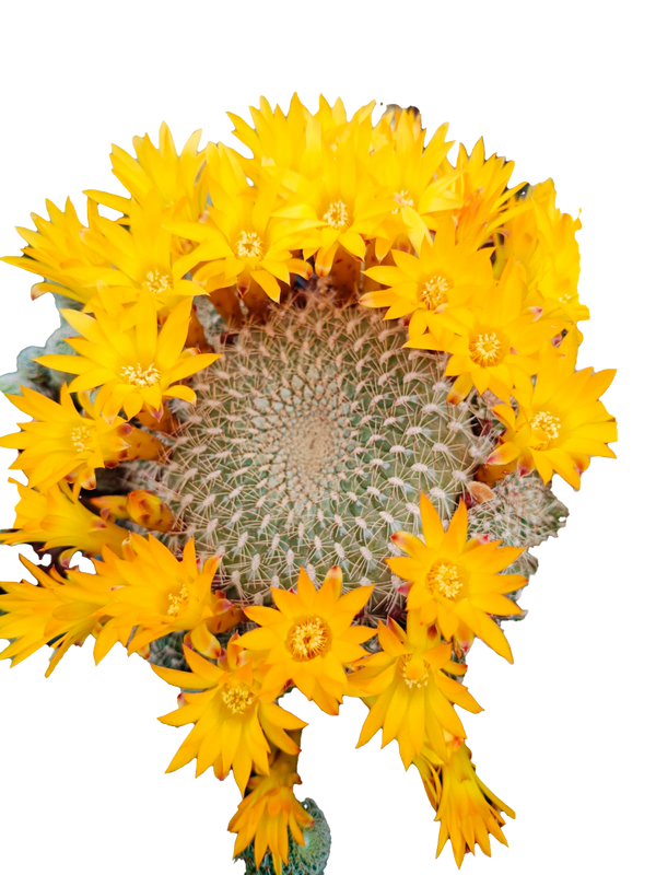 Cactus exótico Sulcorebutia arenacea (2 pulgadas)