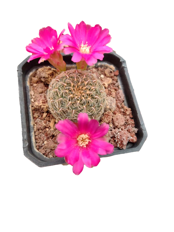 Cactus exótico Sulcorebutia canigueralli (4 pulgadas)