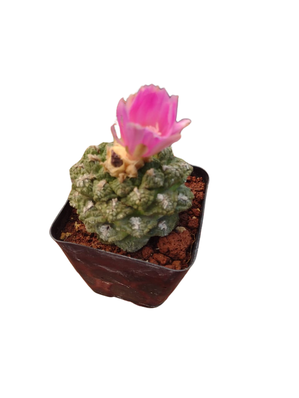 Cactus exótico Ariocarpus fissuratus (4 pulgadas)