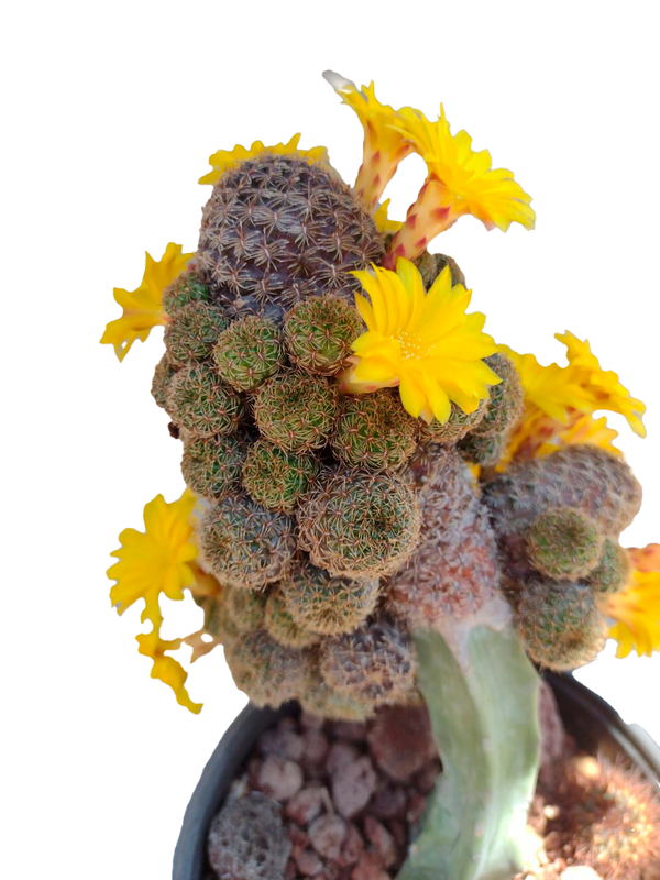 Cactus exótico Sulcorebutia heliosoide (4 pulgadas)