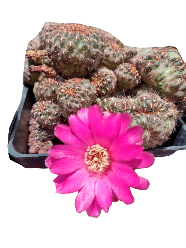 Cactus exótico Sulcorebutia henzii -3 grandiflora (2 pulgadas)