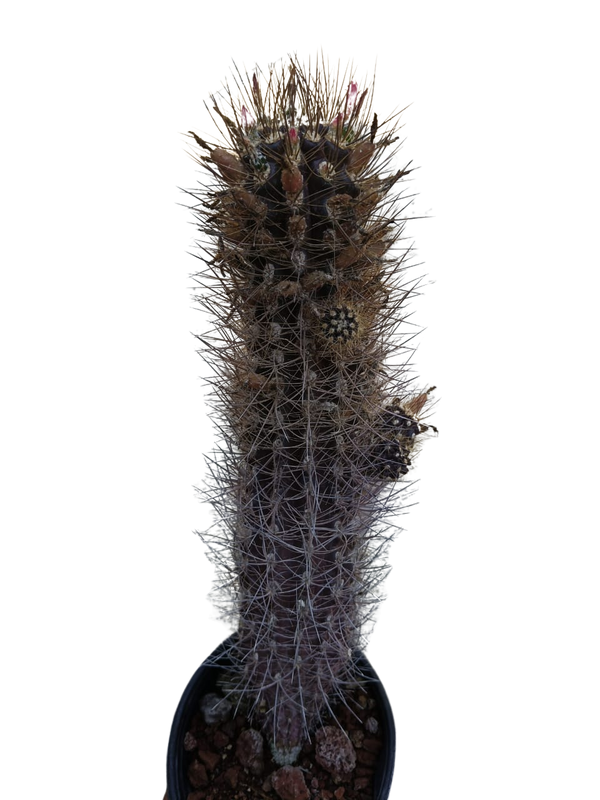 Cactus exótico Eriosise villosa (2 pulgadas)