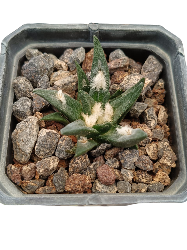 Cactus exótico Ariocarpus agavoides híbrido (2 pulgadas)