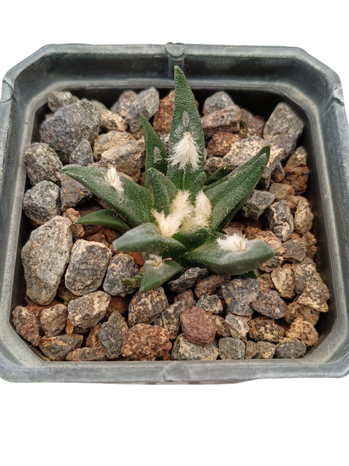 Cactus exótico Ariocarpus agavoides híbrido (2 pulgadas)