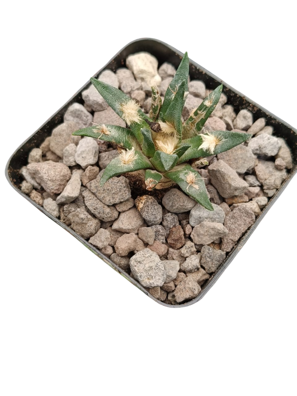 Cactus exótico Ariocarpus agavoides híbrido (4 pulgadas)