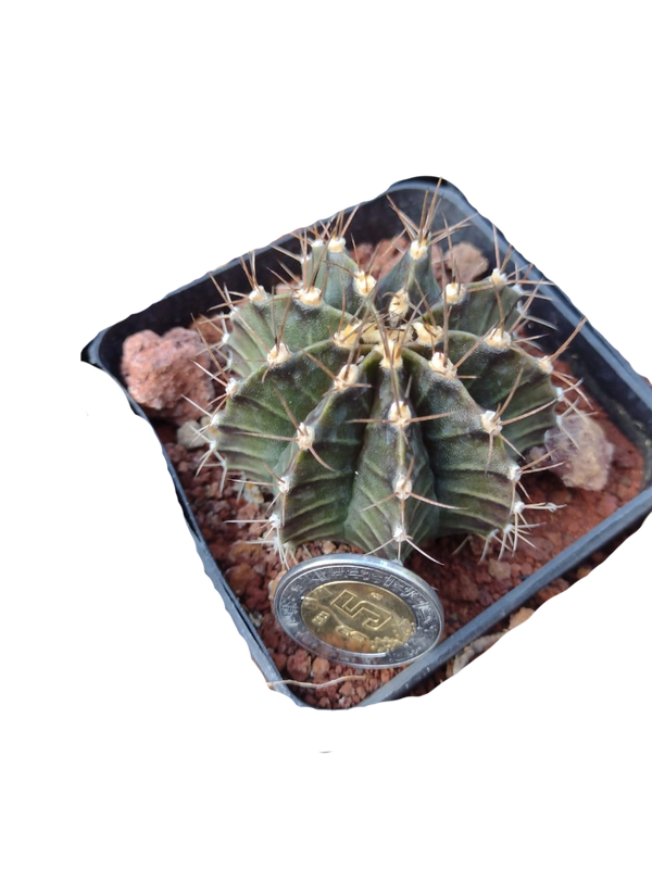 Cactus exótico Gymnocalcium mijanobichi (2 pulgadas)