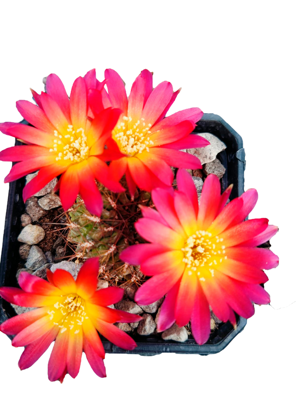 Cactus exótico Sulcorebutia tarabucuensis (4 pulgadas)