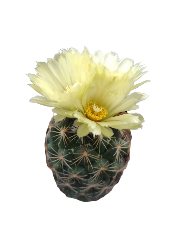Cactus exótico Coryphantha sp. (4 pulgadas)