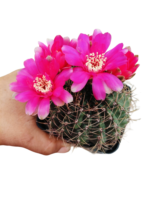 Cactus exótico Gymnocalcium baldianum (4 pulgadas)