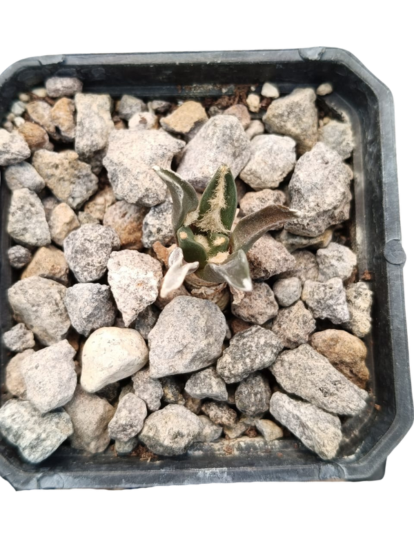 Cactus exótico Ariocarpus kotschoubeyanus (2 pulgadas)