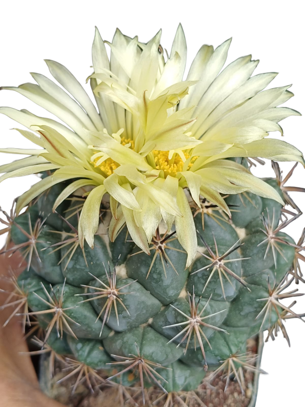 Cactus exótico Coryphantha elephantidens flor amarilla (4 pulgadas)