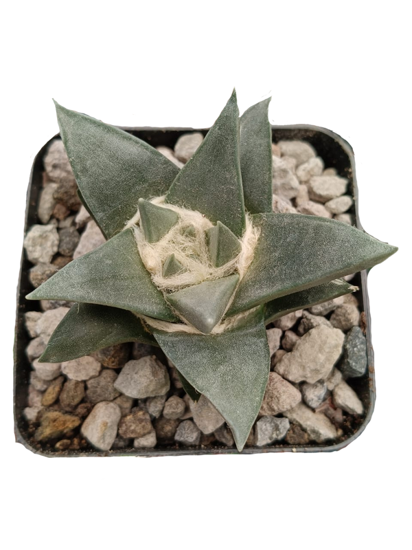 Cactus exótico Ariocarpus trigonus (4 pulgadas)