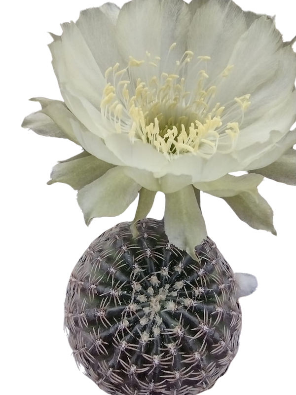 Cactus exótico Lobivia haemanthantha flor blanca (2 pulgadas)