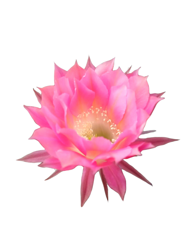 Cactus exótico Echinopsis flor fiusha (2 pulgadas)