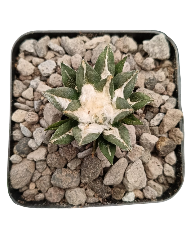 Cactus exótico Ariocarpus kotschoubeyanus (4 pulgadas)