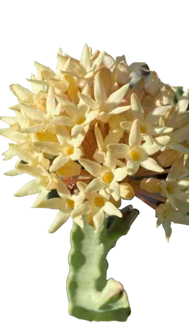 Cactus exótico Callorumma flava albiflora (2 pulgadas)