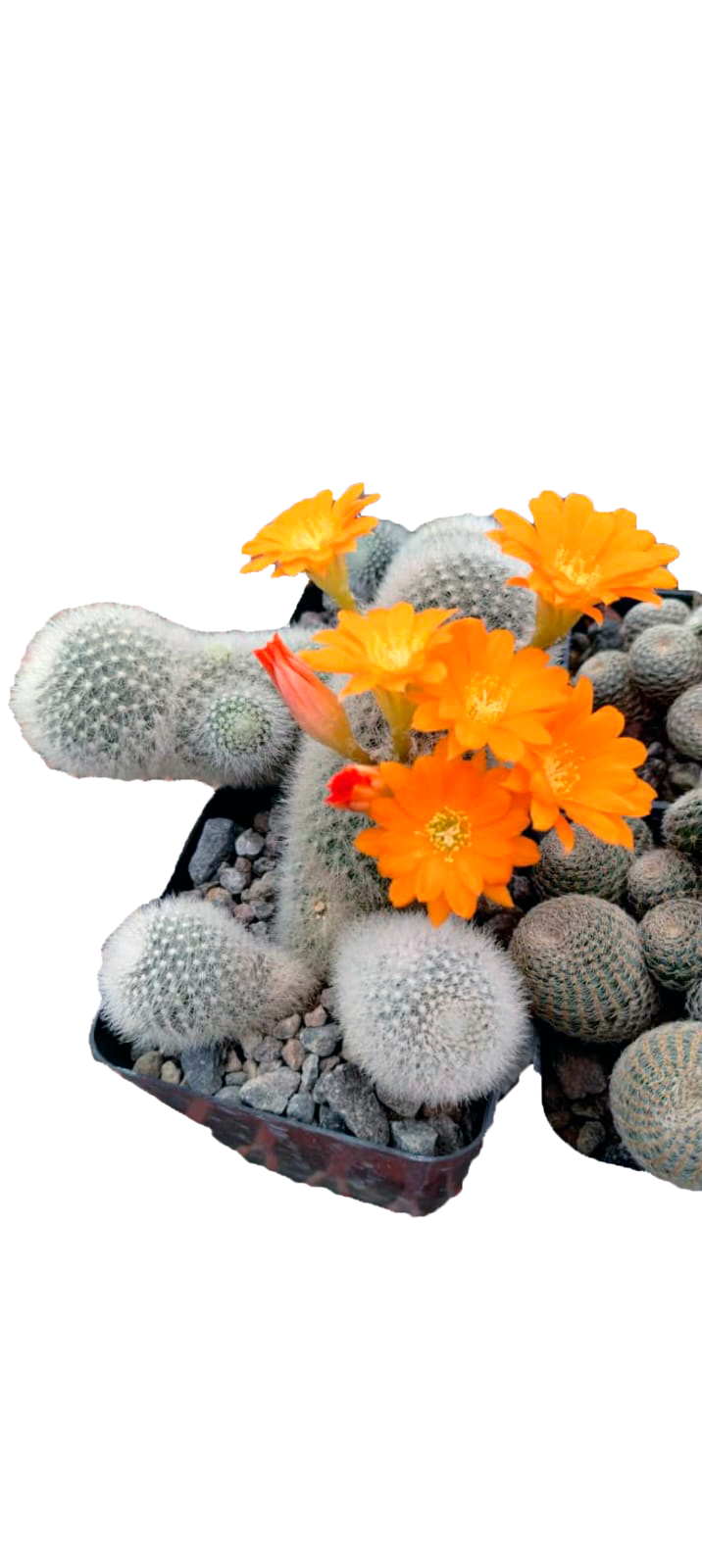 Cactus exótico Rebutia muscula (2 pulgadas)