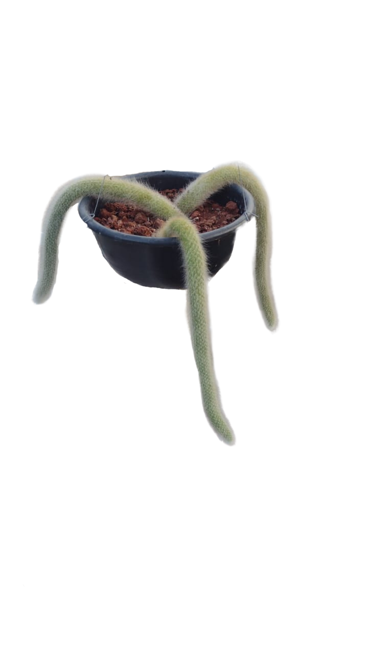 Cactus exótico Cola de mono (colgante)