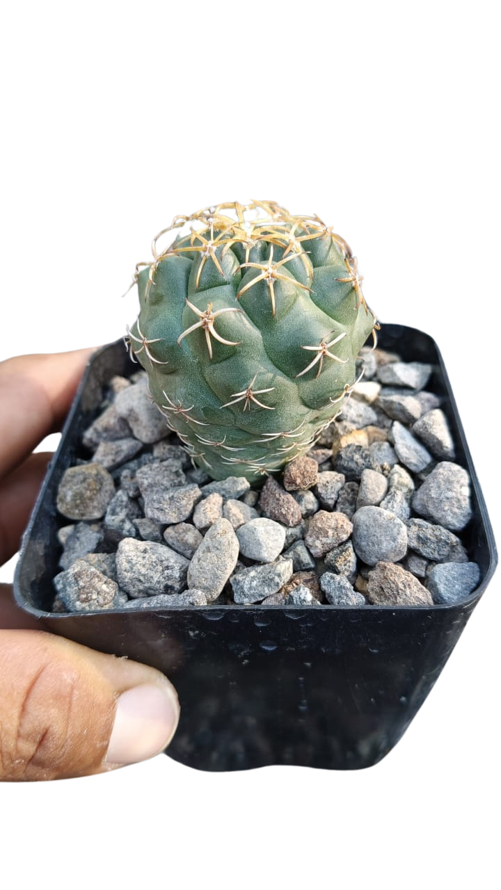 Cactus exótico Coryphantha sp. (2 pulgadas)