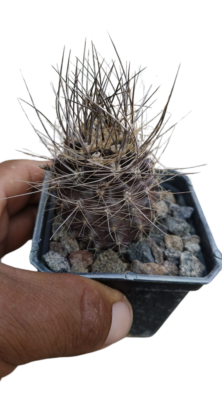 Cactus exótico Eriosise villosa (4 pulgadas)