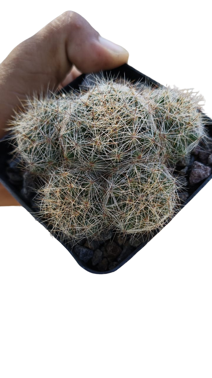 Cactus exótico Mammillaria baumi (2 pulgadas)