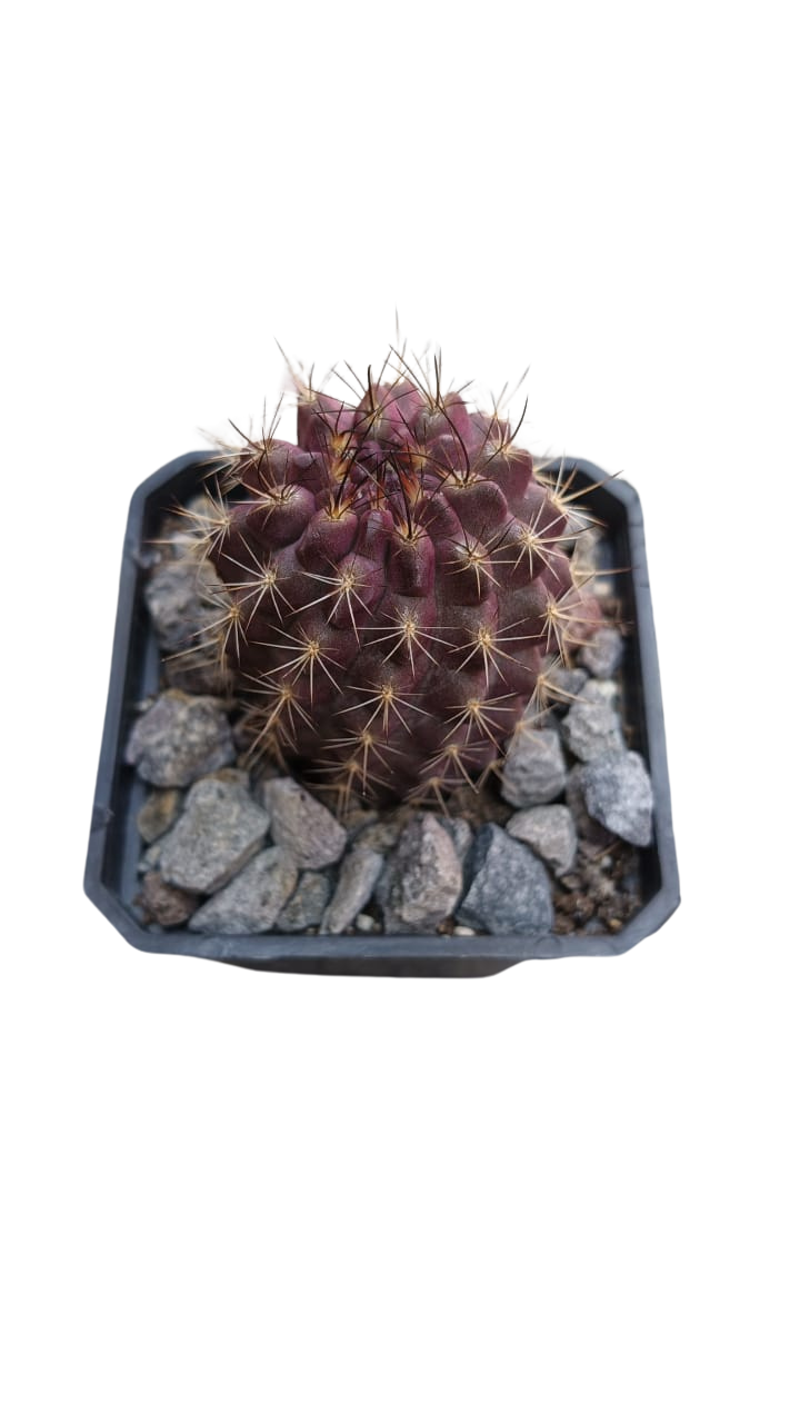 Cactus exótico Eriosise nidus (2 pulgadas)