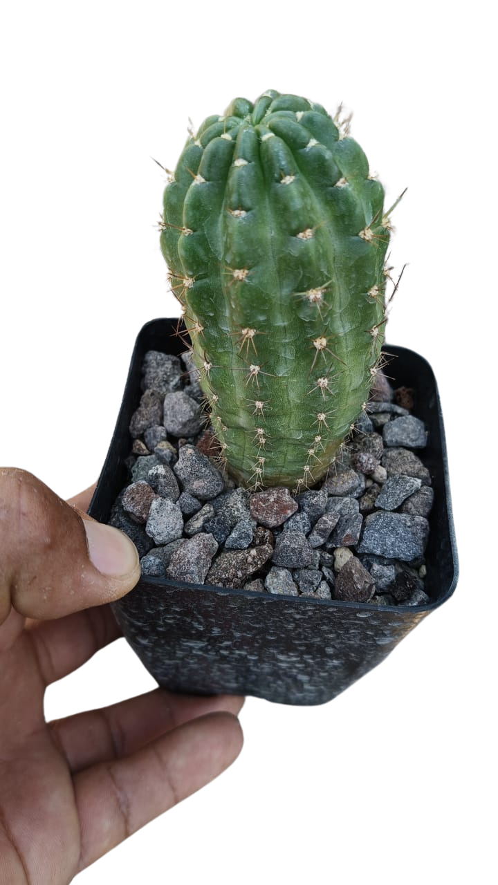 Cactus exótico Lobivia maximiliana (4 pulgadas)