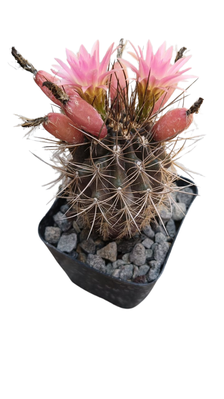 Cactus exótico Eriosise nidus (4 pulgadas)