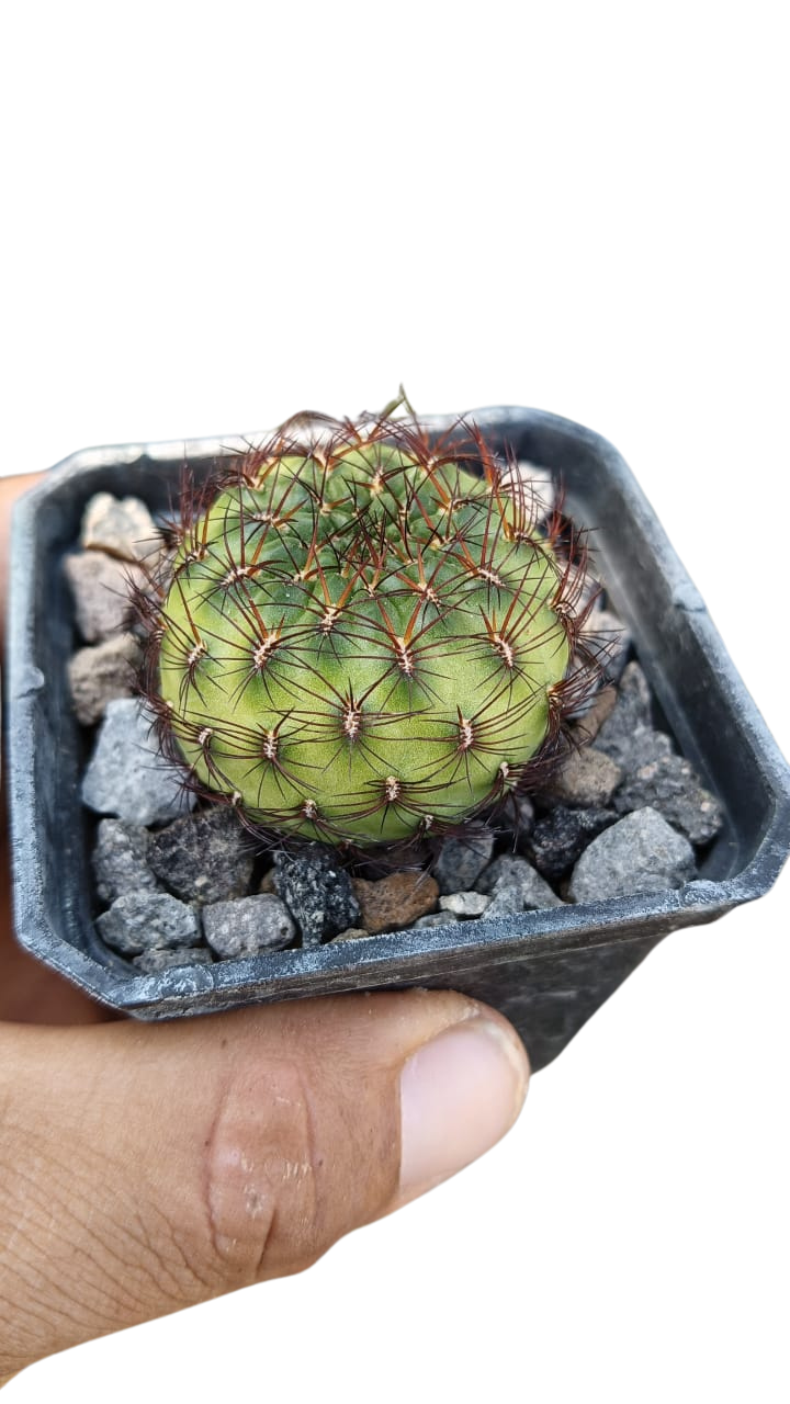 Cactus exótico Sulcorebutia mentosa verde sp (2 pulgadas)