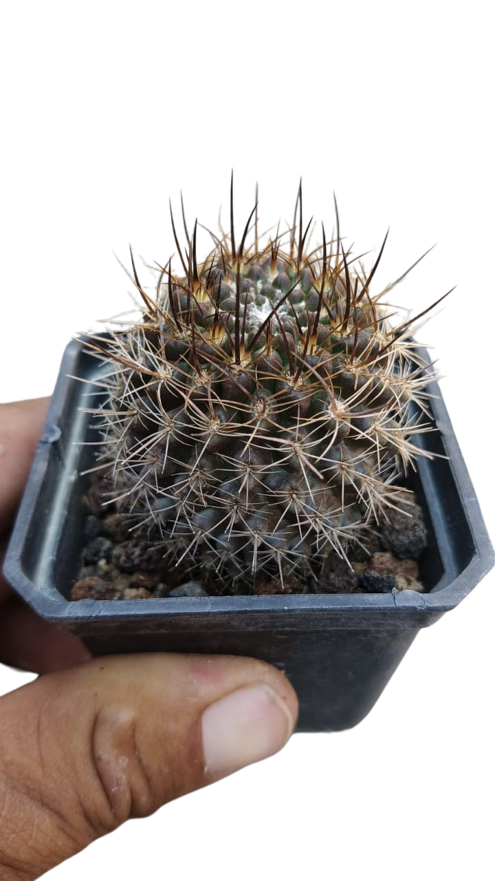 Cactus exótico Eriosise chilensis (2 pulgadas)