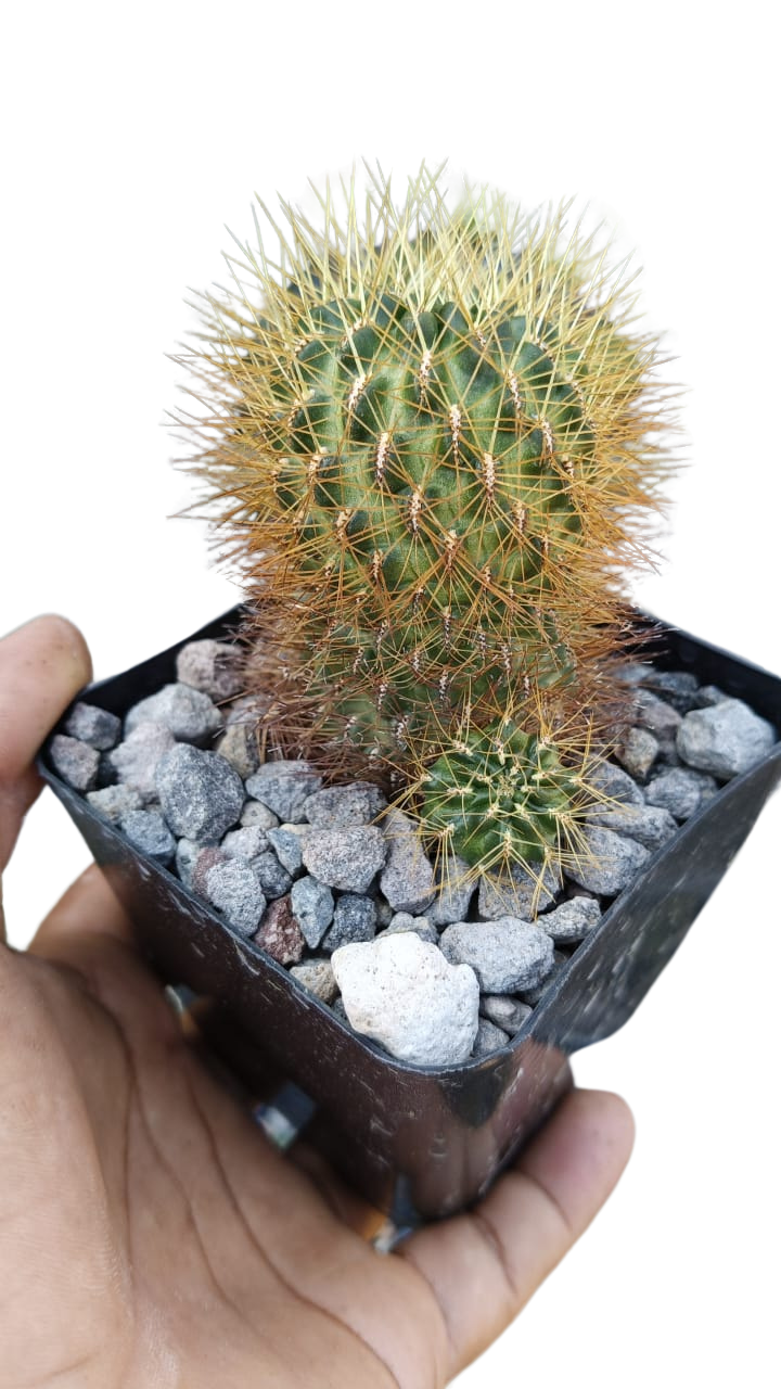 Cactus exótico Sulcorebutia mentosa verde sp (4 pulgadas)