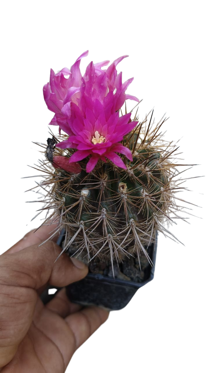 Cactus exótico Eriosise chilensis (4 pulgadas)