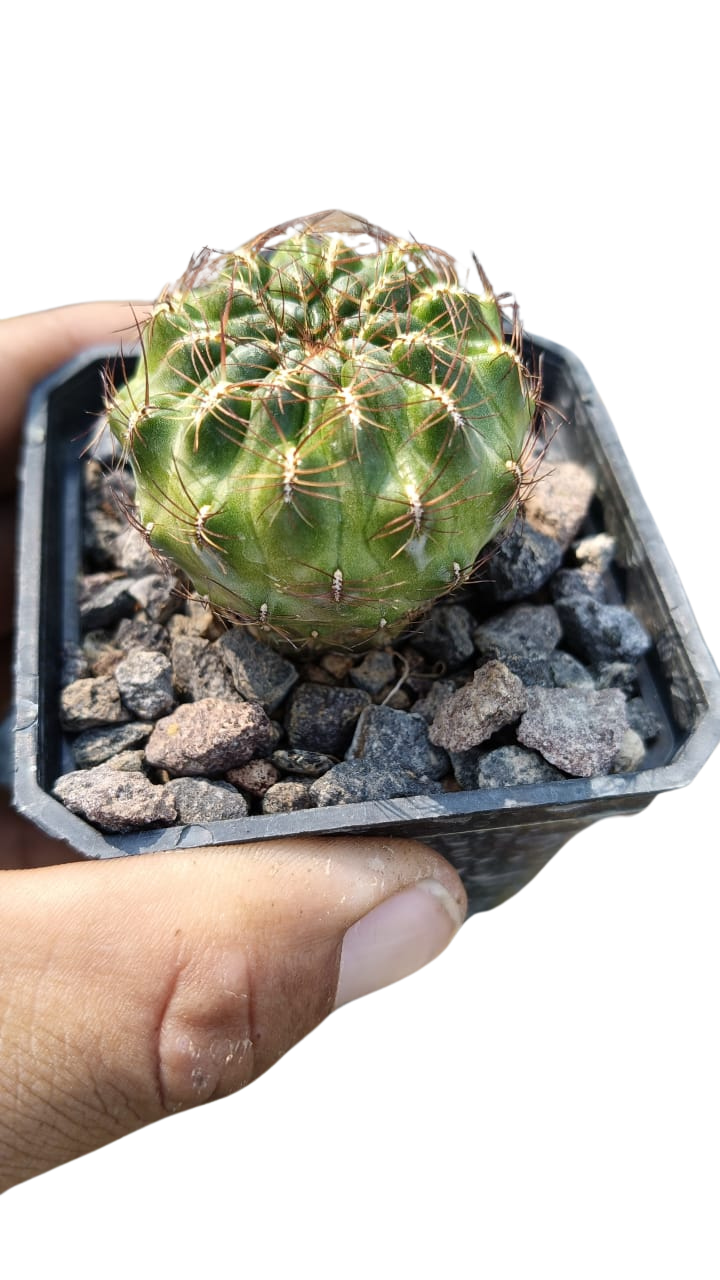 Cactus exótico Sulcorebutia tarabucuensis (2 pulgadas)