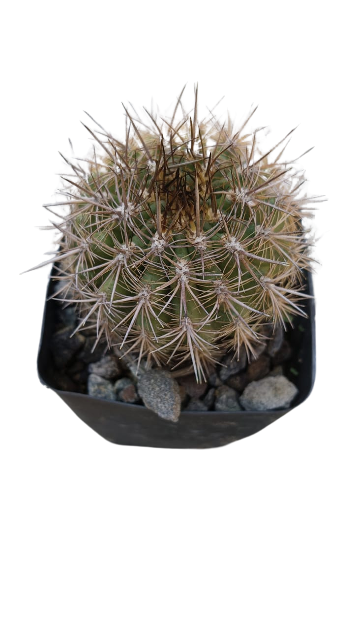 Cactus exótico Eriosise chilensis (4 pulgadas)