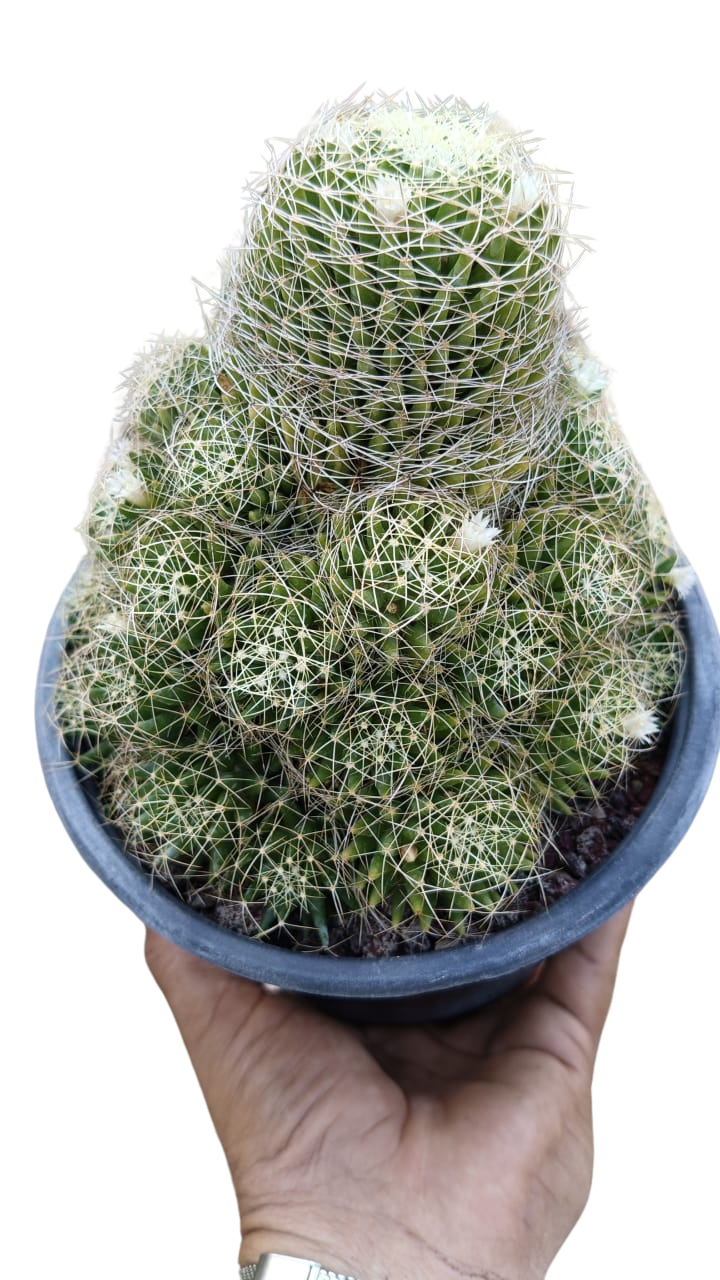 Cactus exótico Mammillaria cantitrica (4 pulgadas)