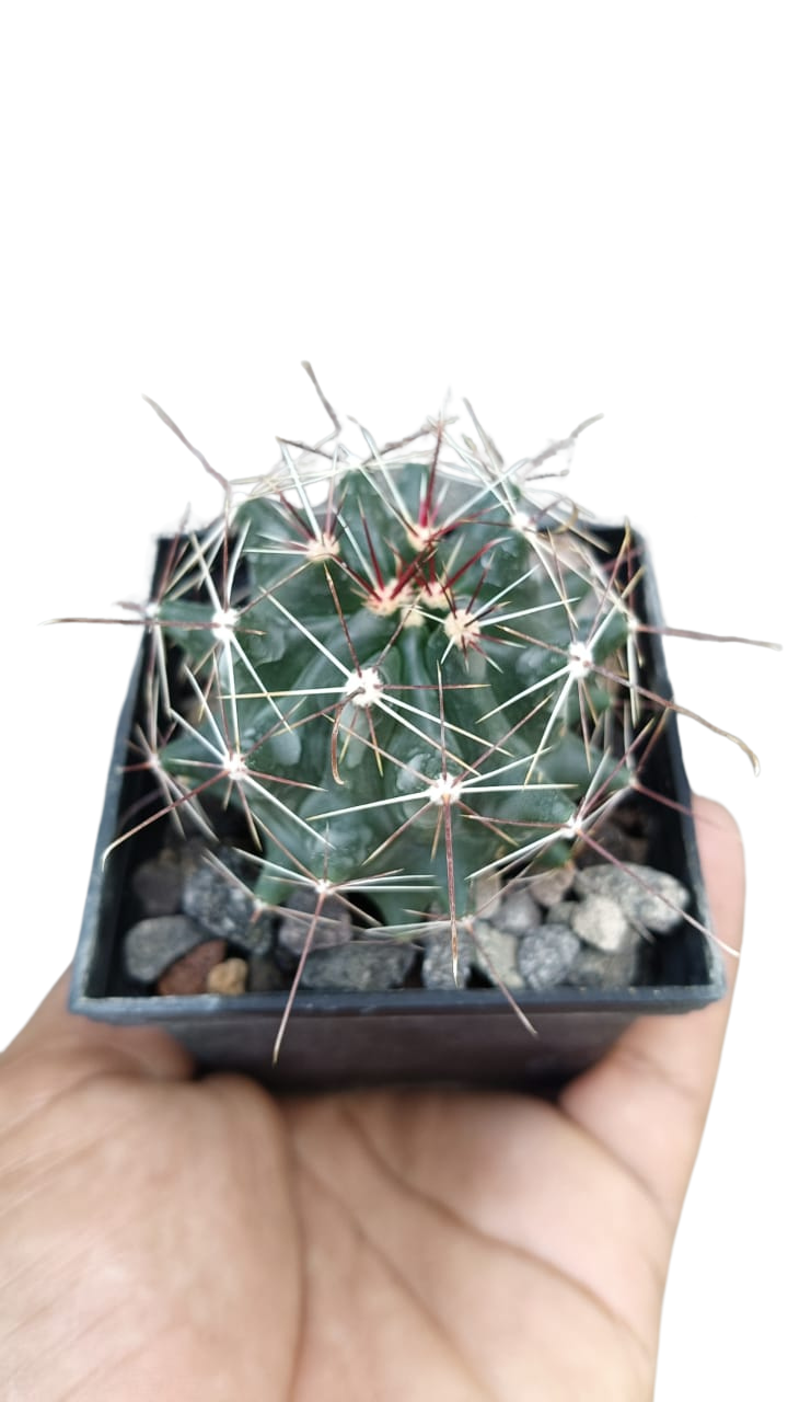 Cactus exótico Ferocactus amatacantus (2 pulgadas)