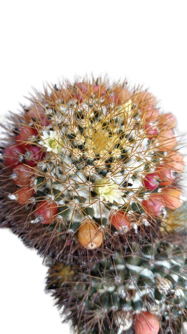 Cactus exótico Mammillaria nivosa (2 pulgadas)