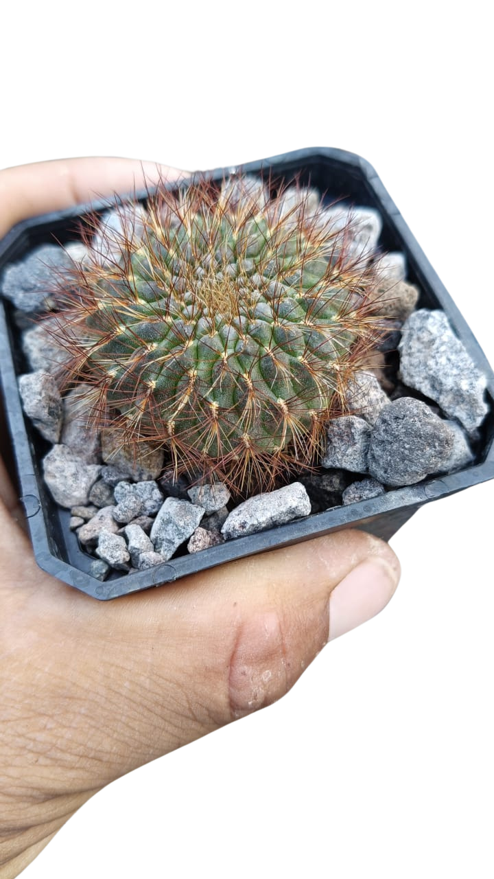 Cactus exótico Sulcorebutia mentosa sowoodae espina roja (4 pulgadas)