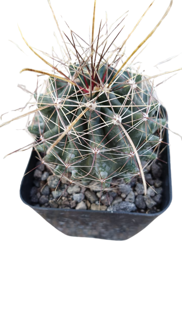 Cactus exótico Ferocactus amatacantus (4 pulgadas)