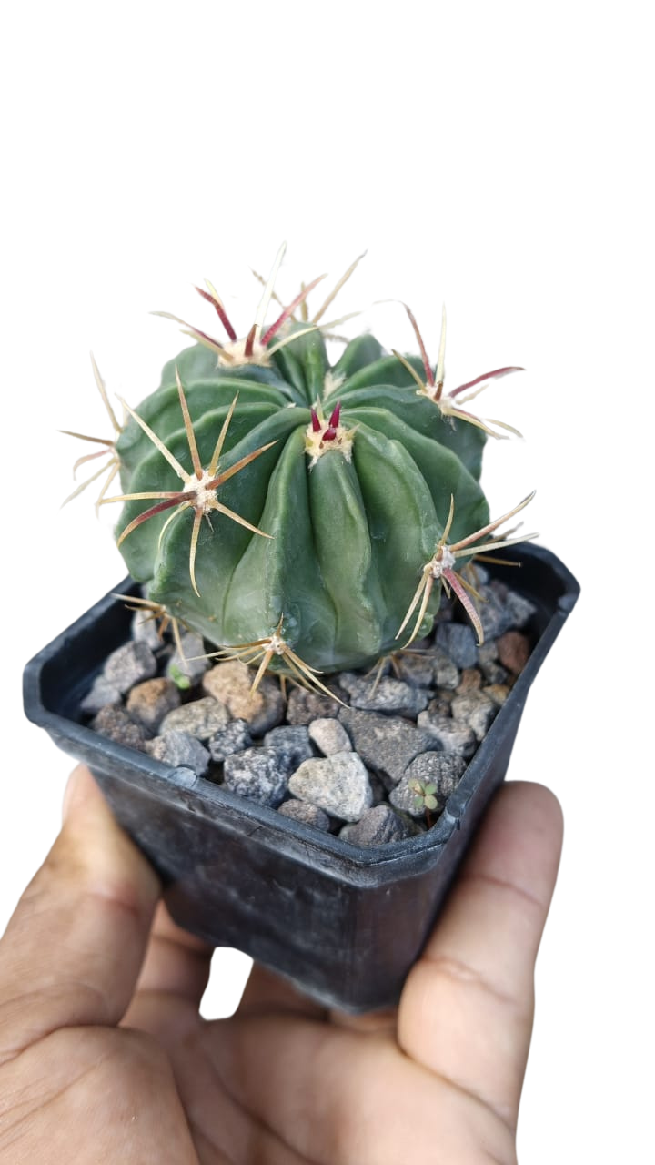 Cactus exótico Ferocactus latispinus (2 pulgadas)