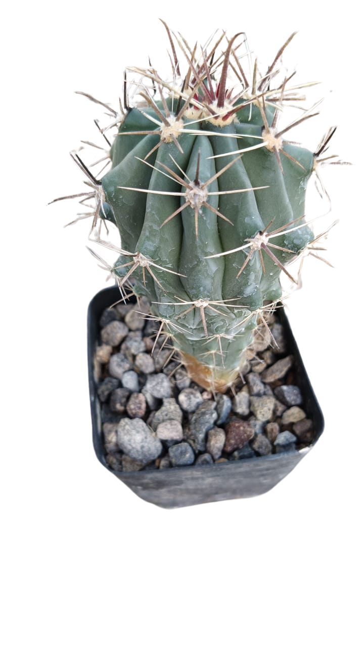 Cactus exótico Ferocactus towsendianus (6 pulgadas)