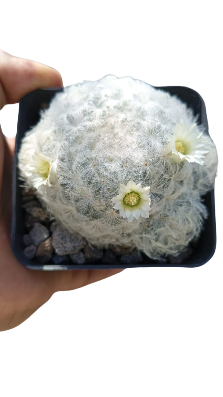 Cactus exótico Mammillaria plumosa (4 pulgadas)