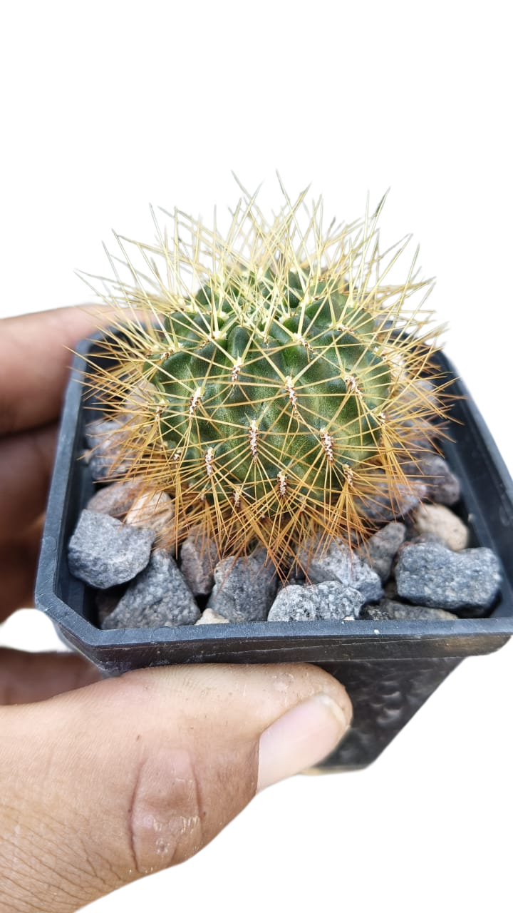 Cactus exótico Sulcorebutia mentosa sp (2 pulgadas)